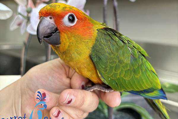 Baby Sun Conure Available at Parrot Stars!