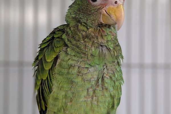 White Fronted Amazon   White Front Amazon Parrot For Sale 