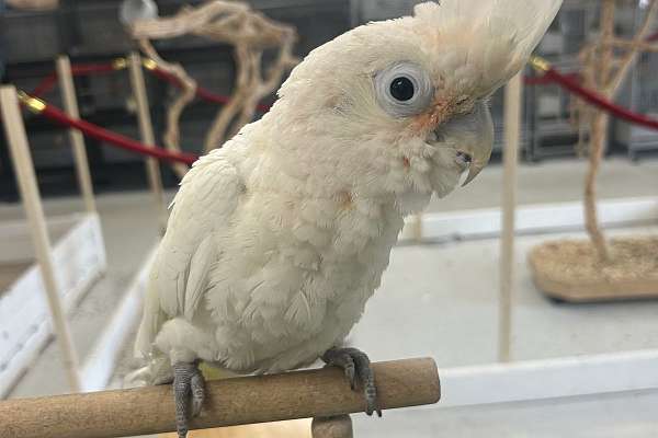 Baby handfed Goffin Cockatoo