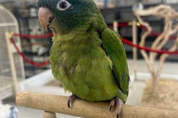 Baby handfed Blue Crown Conure