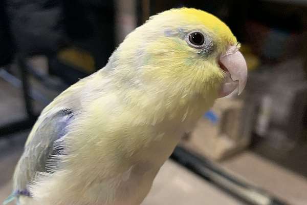 Photo inspiration: Visual Reference: Parrotlet