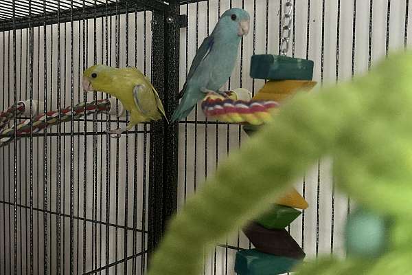 Young Parrotlet