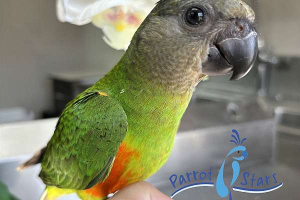 Baby Senegal Parrot Available at Parrot Stars!