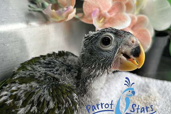 Baby Maximilian Pionus Available at Parrot Stars!