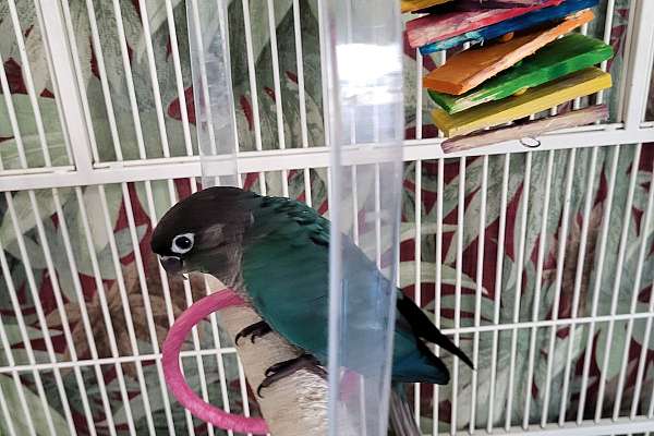 Baby Turquoise Green Check Conure