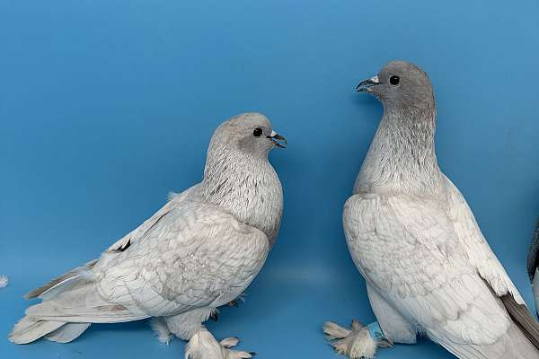 Ice pigeons-2 mated pairs