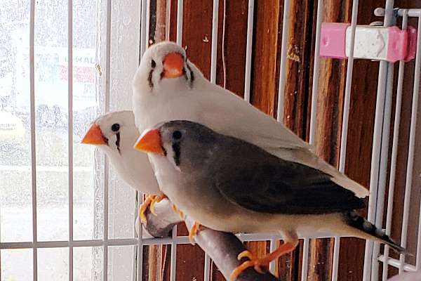 SOLD Zebra Finch Hen Grey other ad 3 chestnut (CFW).hens avail