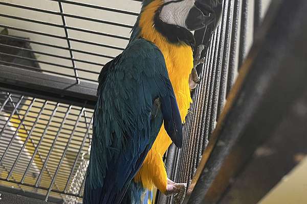 Photo inspiration: Visual Reference: Blue Gold Macaws