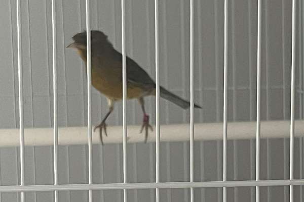 Male Canary And Cage