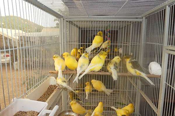 Columbus Fancy Canaries Show Quality