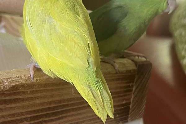 Curated visual reference: Gallery Detail: Parrotlet Available For A New Home