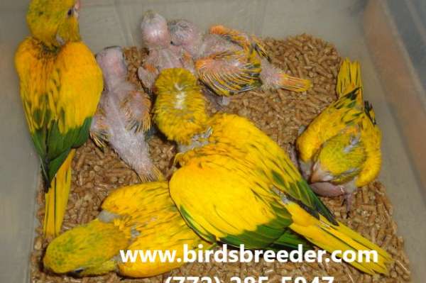 More Baby Queen Of Bavaria (golden) Conures Hatching Soon At $4,000 Each