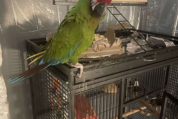 Picture of Macaw for sale with cage and accessories
