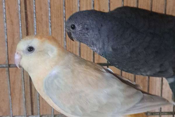 Red Rump Parakeet Pairs Available