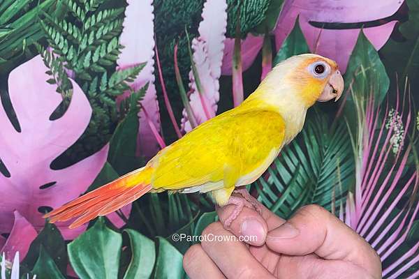 Sun Cheek Green Cheek Conure