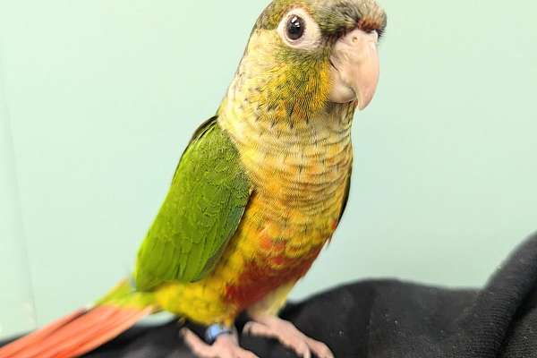 Yellow Sided Green Cheek Conure