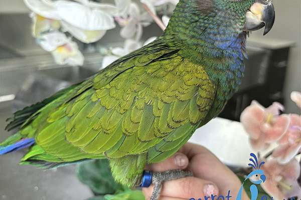 Baby Blue Headed Pionus Available at Parrot Stars!