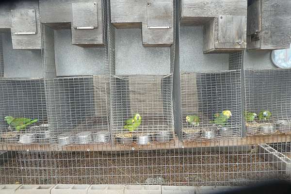 Curated visual reference: Visual Reference: Parrot Breeding Cages W Nest Boxes