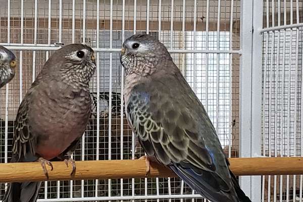 Bourke Parakeet Pair