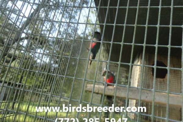 Young pairs of Crimson Bellied Conures available at $1,500 per pair