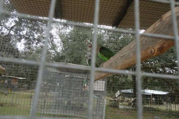 Young pair of Brown-neck (Cape) Parrots available for $5,500