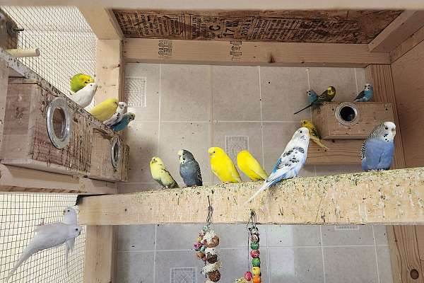 Parakeets