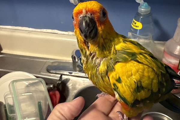 Birds For Sale Craigslist
