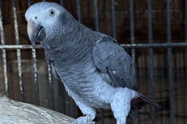Timna Parrot Female Timneh African Grey