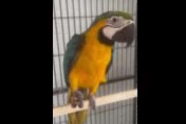 Talking Blue and Gold Macaw 11 months old