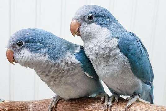 Blue Quaker Brothers