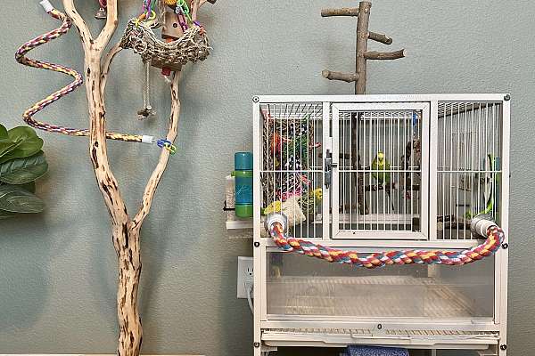 2 Birds, 2 Cages, Tree Perch, Supplies - Bird Aviary Perches For Sale