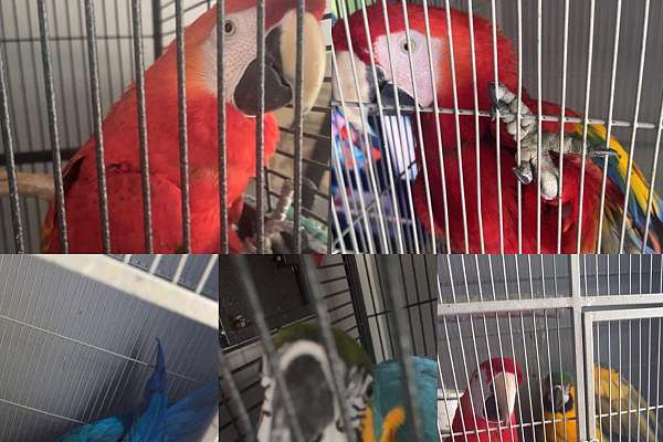 2 macaw's one female one male - Macaws For Sale With Bird Aviary Online