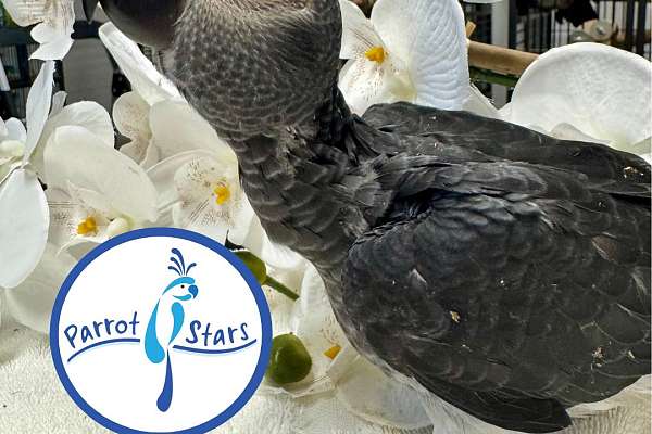 Timna Parrot Baby Timneh African Grey Available at Parrot Stars!