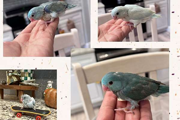 Photo inspiration: Picture Idea: Parrotlet