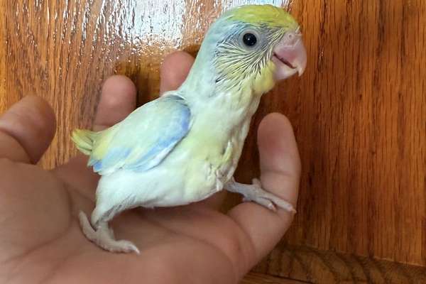 Friendly young parrotlets