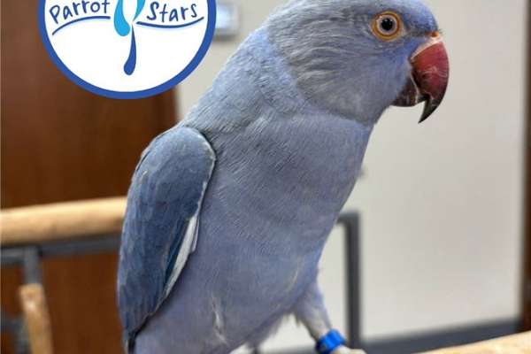 Baby Violet Indian Ringneck Available at Parrot Stars!