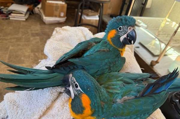 Image showcasing Blue throat macaw babies
