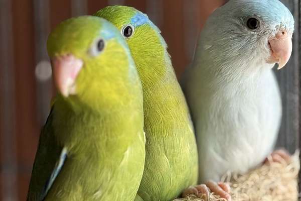 Photo inspiration: Visual Reference: Social Parrotlets