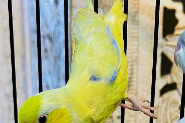Beautiful view of Mastering Tame Parrotlet Behavior For Life