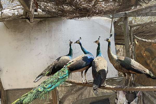 Java Peachick Java Green Peacock Pair (Male & 3 Females)