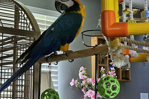 Picture of Large Blue & Gold Macaw