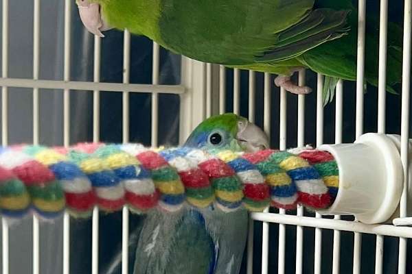 Young parrotlet pair - Parrotlet Exercise Routine For Young Birds