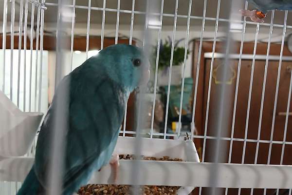 Parrotlets