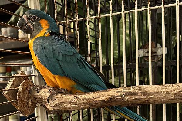 Blue-Throated Macaw Facts, Pet Care, Temperament, Pictures