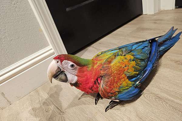 Macaw