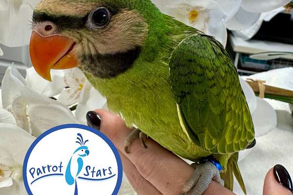 Baby Moustached Parakeet Available at Parrot Stars!