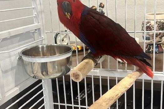 5 Month Old- Hand Fed- Female Eclectus