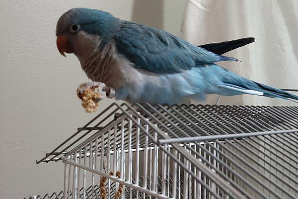 Revali- 6 yr old female quaker parrot