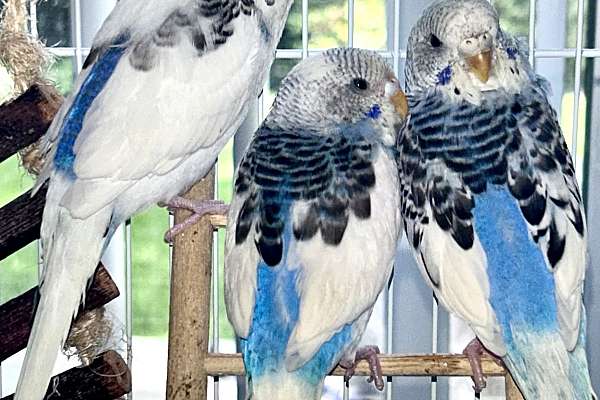 Beautiful hand fed parakeets, 3 left