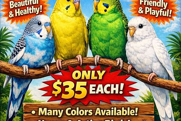 Parakeets